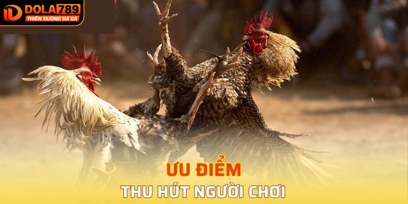 Ưu điểm của sảnh đá gà DOLA789