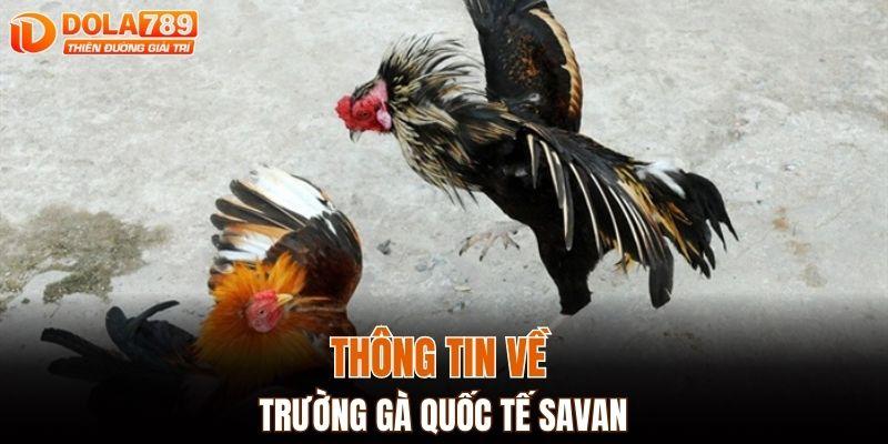 Thông tin về trường gà quốc tế Savan